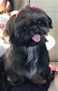 Image result for 12 Week Old Shih Tzu