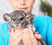 Image result for Cool Unique Pets