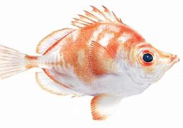 Image result for Common Boarfish