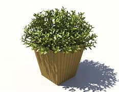 Image result for Buxus Box Plant