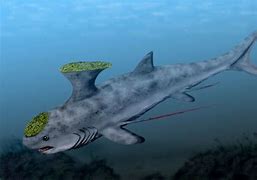 Image result for Prehistoric Deep Sea Shark