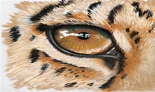 Image result for Draw Animal Eyes