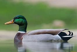 Image result for Gambar Hewan Bebek