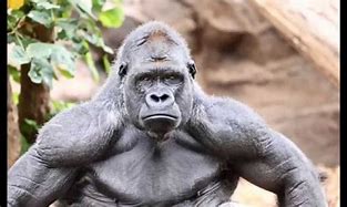 Image result for Silverback Gorilla Punch