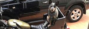 Image result for Motorcycle Dog Carrier Seat