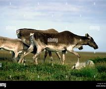 Image result for Newfoundland Caribou