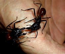 Image result for Beown Ants