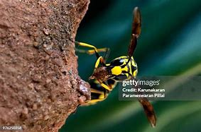 Image result for Mud Wasp Eggs