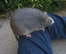 Image result for Gros Rat