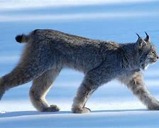 Image result for Brown Lynx