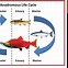 Image result for Migration of Fishes