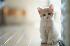 Image result for Cool Kitten Wallpaper