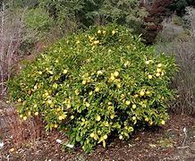 Image result for bush lemon tree fruit