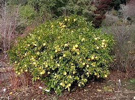 Image result for Bush Lemon Tree