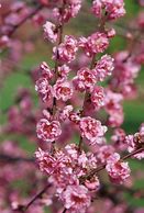 Image result for Prunus Pink Cascade Weeping