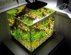 Image result for LED Planted Aquarium Lighting