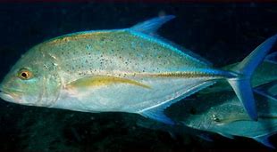 Image result for Bluefin Jack Fish