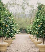 Image result for Patio Lemon Tree