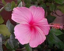 Image result for China Rose Bush