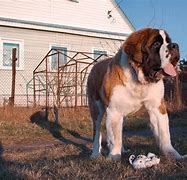 Image result for Big Fighting Dogs