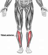 Image result for A Tibialis Ant