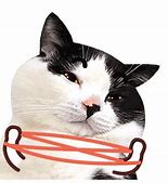 Image result for Rich Cat GIF Emoji