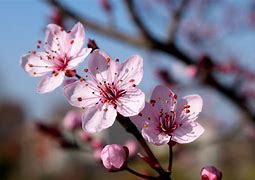 Image result for Cherry Blossom Characteristics