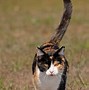 Image result for Cat Tail Moods