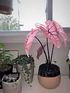 Image result for Tropical Plant with Pink Flowers