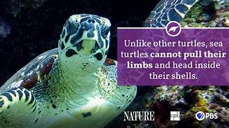 Image result for Sea Turtle Fact Sheet