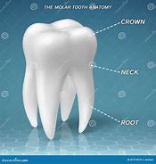 Image result for Molar Tooth Roots