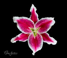 Image result for Stargazer Lily