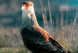 Image result for Bird Hawk Animals