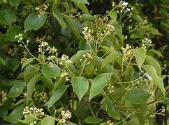 Image result for Camphor Tree Bonsai