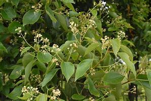 Image result for Cinnamon Camphor Tree