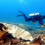 Image result for Biodiversitas Laut HD