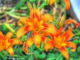 Image result for Ditch Lilies