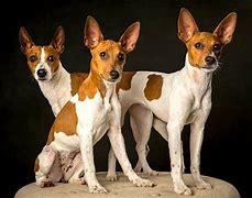 Image result for Miniatue Rat Terrier