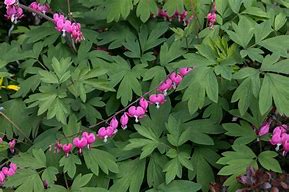 Image result for Best Deer Resistant Flowers