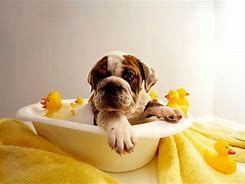 Image result for Dog Bath