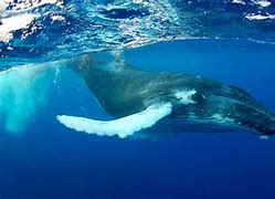 Image result for Sing 1 Whale