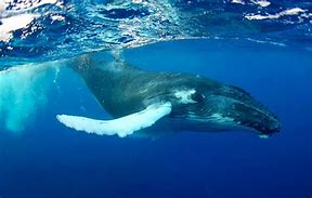 Image result for Whale China