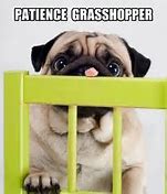 Image result for Pug Sayings