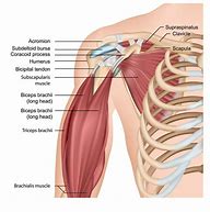 Image result for Biceps Right Arm