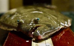 Image result for Baby Alive Flounder