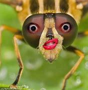 Image result for Baby Face Bug