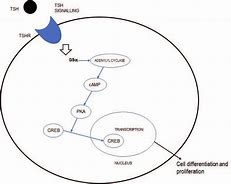 Image result for TSH Signaling Pathway