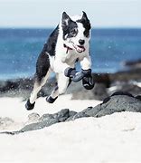 Image result for Dog Hiking Boots