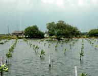 Image result for Hutan Bakau Pantai Indah Kapuk