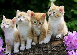 Image result for Cute Cat Therapist